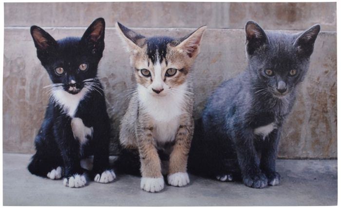 Fallen Fruits RB142 printed doormat with kittens, 100 percent recycled rubber, 76.2 x 45 x 0.5 cm